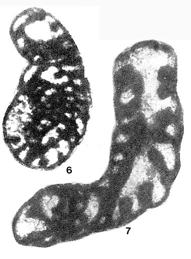 Klubovella konensis Lebedeva, 1956 Klubovella konensis Lebedeva, 1956