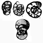 Omphalotis omphalota (Rauzer-Chernousova & Reitlinger, 1936)