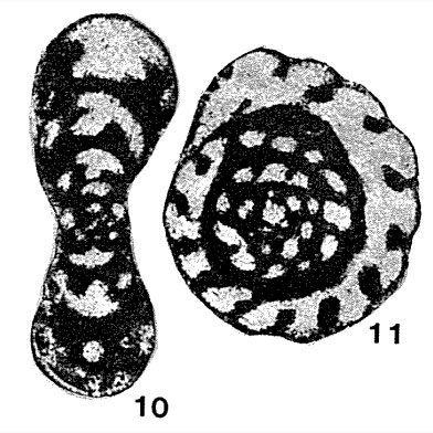 Quasiendothyra kobeitusana (Rauzer-Chernousova, 1948) Quasiendothyra kobeitusana (Rauzer-Chernousova, 1948)