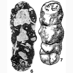 Haplophragmina kashirica Reitlinger, 1950