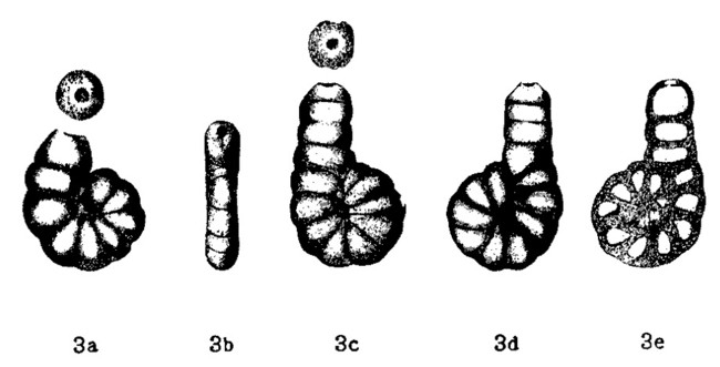 Ammobaculites powersi Harlton, 1927 Ammobaculites powersi Harlton, 1927