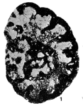 Cribranopsis fossa Conil & Longerstaey, 1980, author: Le Coze, François