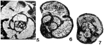 Endothyra pauciseptata Rauzer-Chernousova, 1948