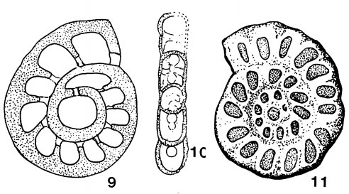 Rhenothyra refrathiensis Beckmann, 1950 Rhenothyra refrathiensis Beckmann, 1950