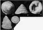 Valvulinella youngi (Brady, 1876)