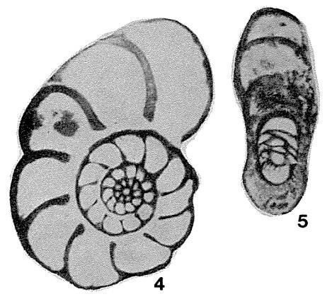 Pseudokahlerina discoidalis Sosnina, 1968 Pseudokahlerina discoidalis Sosnina, 1968