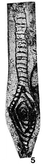 Reichelina cribroseptata Erk, 1942 Reichelina cribroseptata Erk, 1942