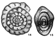 Fusulinella struvii Möller, 1879, author: Le Coze, François
