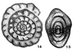 Fusulinella struvii Möller, 1879