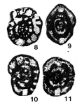 Eoparastaffella (Eoparastaffellina) subglobosa Vdovenko, 1971