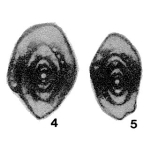 Primoriina ovoidea Sosnina, 1981