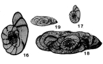 Rauserella erratica Dunbar, 1944