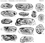 Toriyamaia laxiseptata Kanmera, 1956