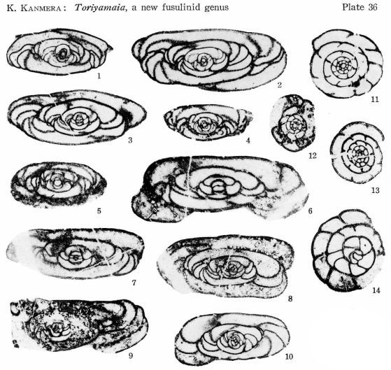 Toriyamaia laxiseptata Kanmera, 1956 Toriyamaia laxiseptata Kanmera, 1956