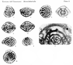 Mesoschubertella thompsoni Sakagami, 1957