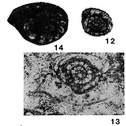 Neoschubertella sisophonensis Saurin, 1962 Neoschubertella sisophonensis Saurin, 1962