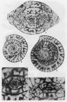 Paradunbarula dallyi Skinner, 1969