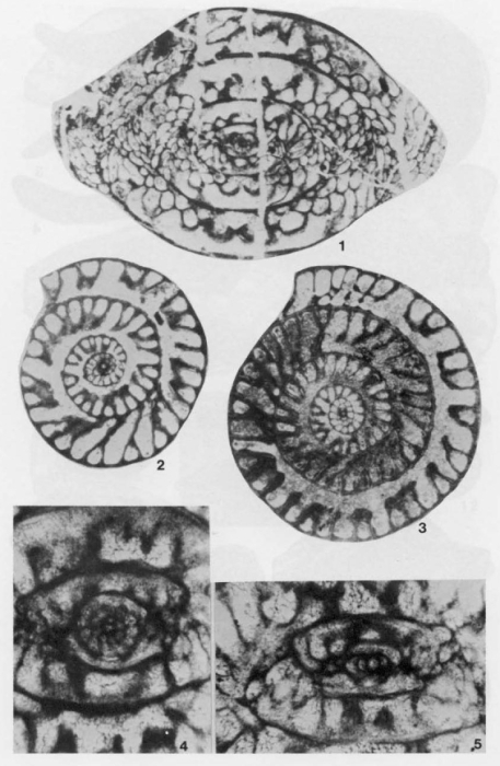 Paradunbarula dallyi Skinner, 1969 Paradunbarula dallyi Skinner, 1969
