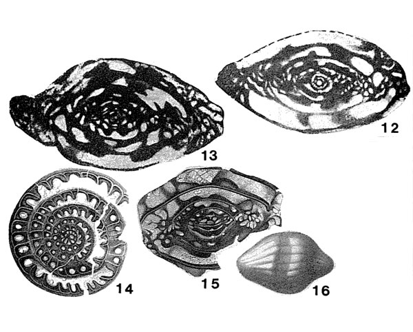 Fusulinella bocki Möller, 1878 Fusulinella bocki Möller, 1878