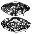 Chromista - Foraminifera (foraminifers)