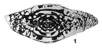 Protriticites globulus Putrya, 1948