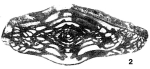 Pseudofusulinella pulchra (Rauzer-Chernousova & Belyaev, 1936)