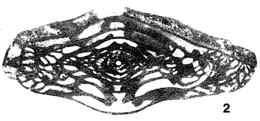 Pseudofusulinella pulchra (Rauzer-Chernousova & Belyaev, 1936) Pseudofusulinella pulchra (Rauzer-Chernousova & Belyaev, 1936)