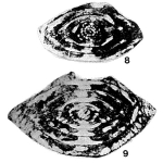 Yangchienia iniqua Lee, 1934