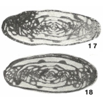 Hemifusulina (Hemifusulinella) djartassensis Rumyantseva, 1962