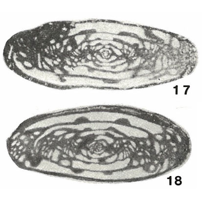 Hemifusulina (Hemifusulinella) djartassensis Rumyantseva, 1962 Hemifusulina (Hemifusulinella) djartassensis Rumyantseva, 1962