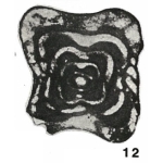 Staffella paradoxa Dutkevich, 1934