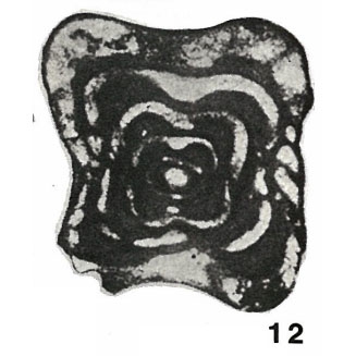 Staffella paradoxa Dutkevich, 1934 Staffella paradoxa Dutkevich, 1934