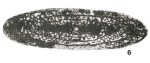 Pseudotriticites fusiformis Rozovskaya, 1952