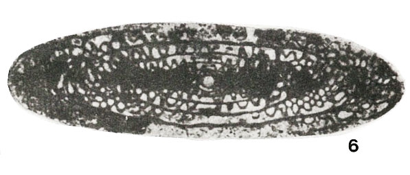 Pseudotriticites fusiformis Rozovskaya, 1952 Pseudotriticites fusiformis Rozovskaya, 1952