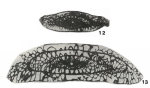 Pseudotriticites brazhnikovae Putrya, 1948