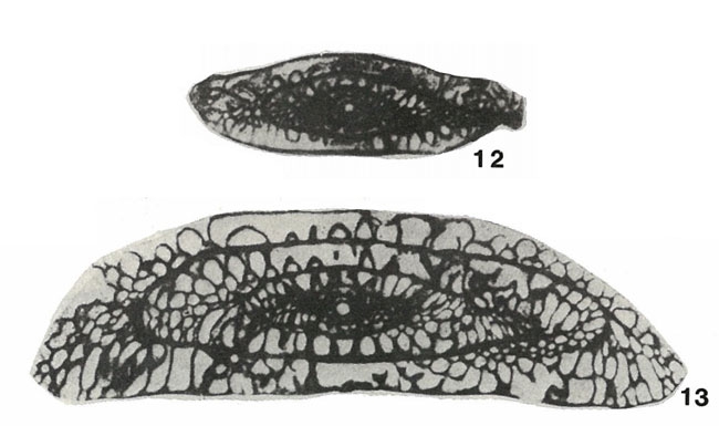 Pseudotriticites brazhnikovae Putrya, 1948 Pseudotriticites brazhnikovae Putrya, 1948
