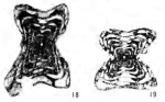 Xenostaffella koreaensis Cheong, 1973