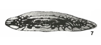 Verella varsanofievae Dalmatskaya, 1951, author: Le Coze, François