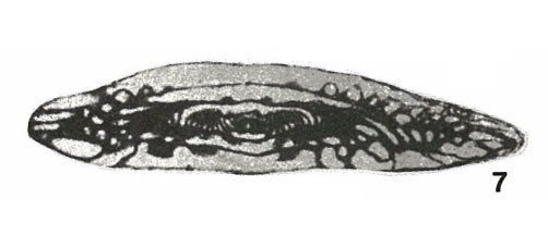 Verella varsanofievae Dalmatskaya, 1951 Verella varsanofievae Dalmatskaya, 1951