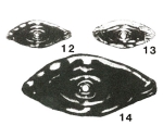Parawedekindellina kamensis Safonova, 1951