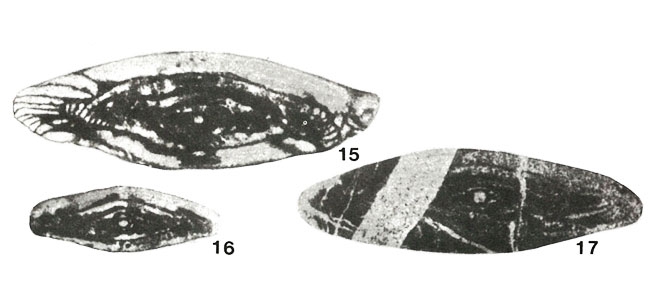 Eowedekindellina fusiformis Ektova, 1977 Eowedekindellina fusiformis Ektova, 1977