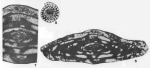 Parafusulinella propria Stewart, 1970