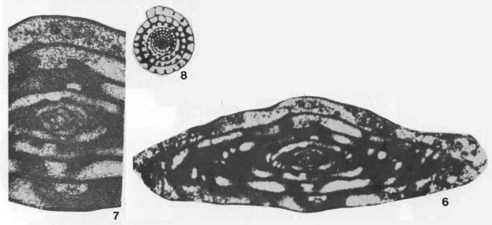 Parafusulinella propria Stewart, 1970 Parafusulinella propria Stewart, 1970