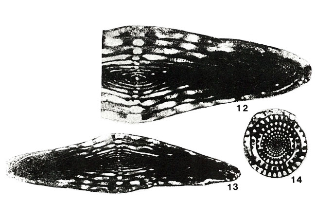 Wedekindellina euthusepta (Henbest, 1928) Wedekindellina euthusepta (Henbest, 1928)