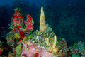 Hydrozoa (hydroids)