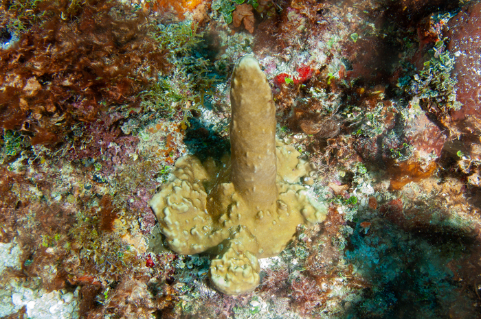 Millepora laboreli Millepora laboreli