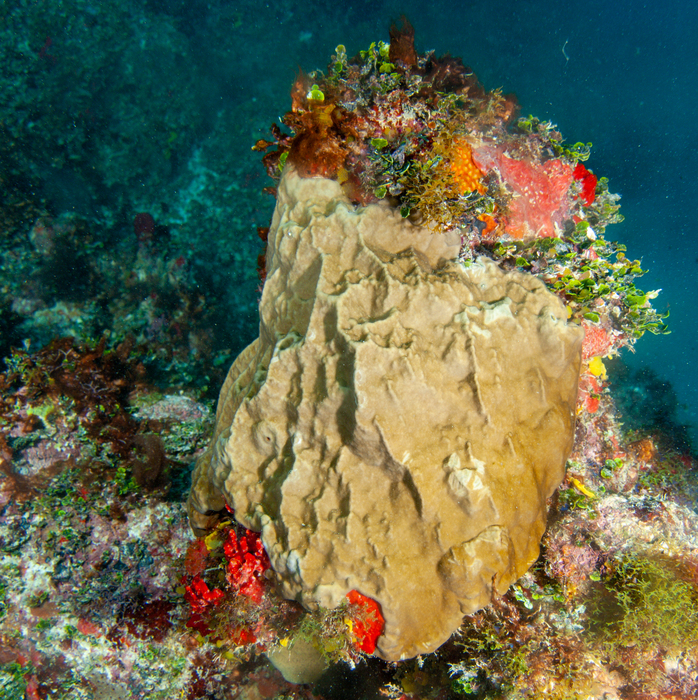 Millepora laboreli Millepora laboreli