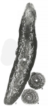 Polydiexodina capitanensis Dunbar & Skinner, 1931