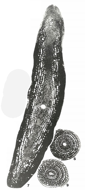Polydiexodina capitanensis Dunbar & Skinner, 1931 Polydiexodina capitanensis Dunbar & Skinner, 1931