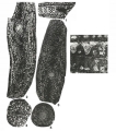 Polydiexodina afghanensis Thompson, 1946, author: Le Coze, Franis
